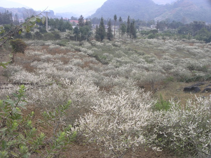 Plum blossoms cloak Bac Ha plateaux - 7