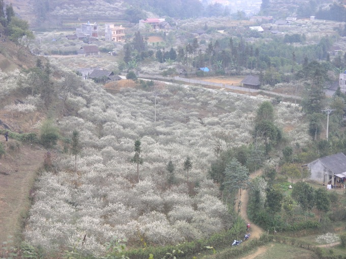 Plum blossoms cloak Bac Ha plateaux - 8