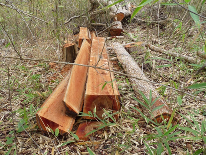 Massive deforestation in Central Highlands - 1