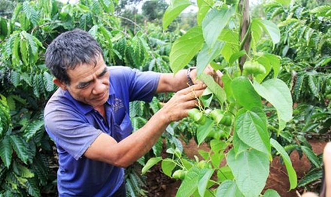 Farmers destroy coffees plants for sacha inchi - 1