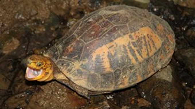 Vietnam proposes ban on international rare turtle trade - 1 Vietnam proposes ban on international rare turtle trade - 1