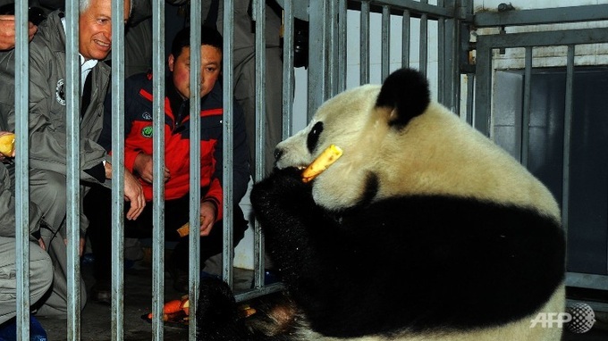Chinese pandas get red-carpet welcome in Belgium - 1 Chinese pandas get red-carpet welcome in Belgium - 1