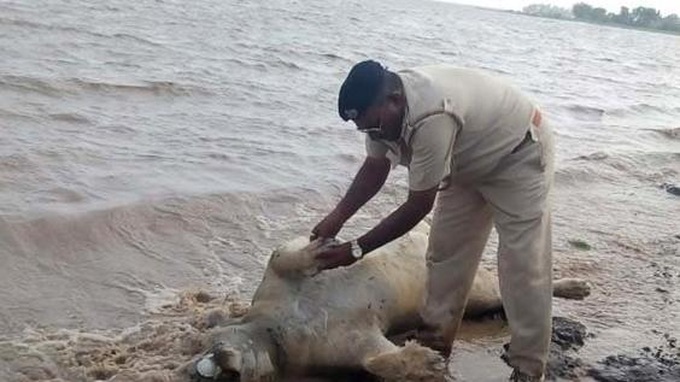 10 lions, hundreds of dead animals in India floods: report - 1