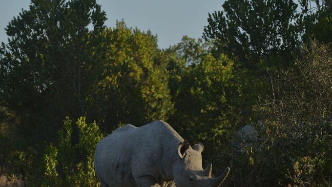 Kenyan policeman arrested with illegal rhino horn - 1