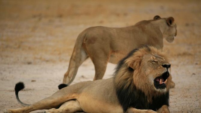 China pledges $2 million to curb poaching in Zimbabwe - 1