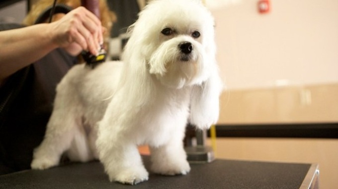 Pet care services take off in Vietnam - 1