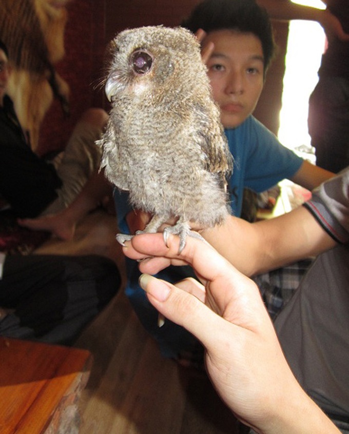 Pet cafes become fashionable in Hanoi - 3