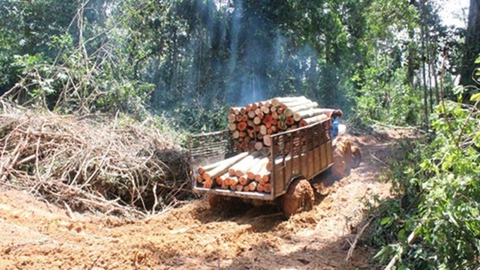 Binh Phuoc suspends six forest projects - 1