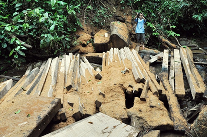 Illegal road fosters illicit logging in Quang Ngai - 1 Illegal road fosters illicit logging in Quang Ngai - 1