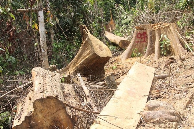Illegal logging found in Quảng Nam - 1 Illegal logging found in Quảng Nam - 1