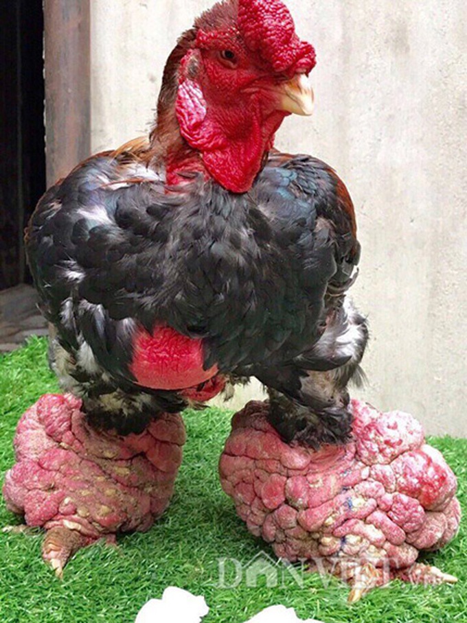 Vietnam's giant-legged chicken - 1
