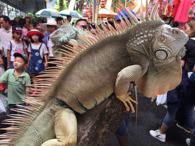 Reptiles become popular pets - 1 Reptiles become popular pets - 1