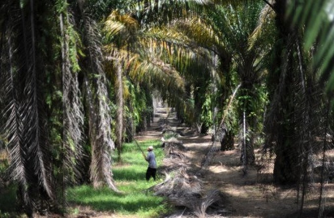 Companies not buying enough 'green' palm oil: WWF - 1 Companies not buying enough 'green' palm oil: WWF - 1