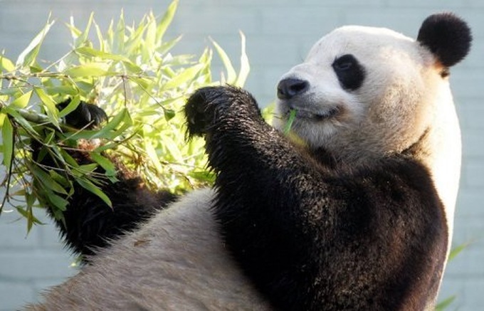 World's 'most expensive' tea grown in Chinese panda poo - 1 World's 'most expensive' tea grown in Chinese panda poo - 1