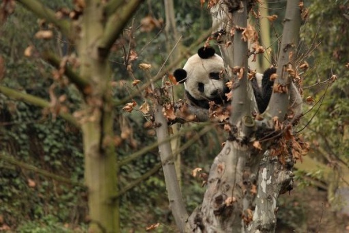 China launches operation to free pandas into wild - 1 China launches operation to free pandas into wild - 1