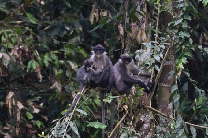 Rare monkey is rediscovered in Borneo - 1 Rare monkey is rediscovered in Borneo - 1