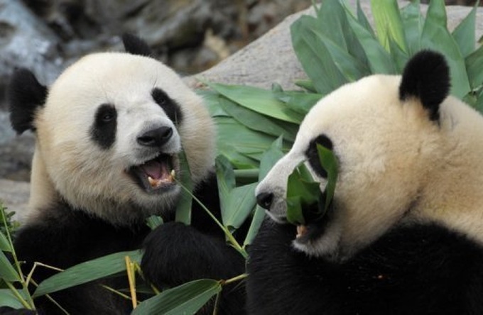 Hong Kong's amorous pandas get a little privacy - 1 Hong Kong's amorous pandas get a little privacy - 1