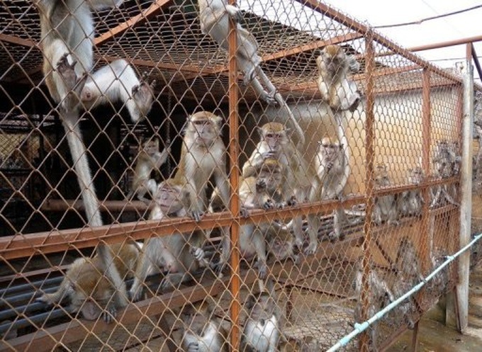 Report raises alarm over Laos monkey farms - 1 Report raises alarm over Laos monkey farms - 1