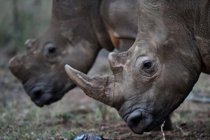Africa's last rhinos threatened by poaching - 1 Africa's last rhinos threatened by poaching - 1