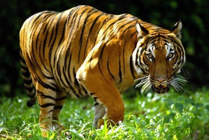 Civil war endangers Myanmar's ailing tigers - 1