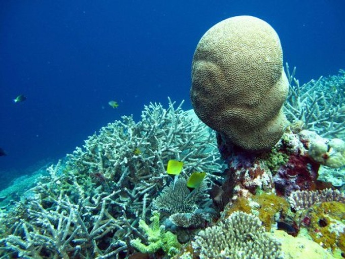 85% of 'Coral Triangle' reefs at risk - 1
