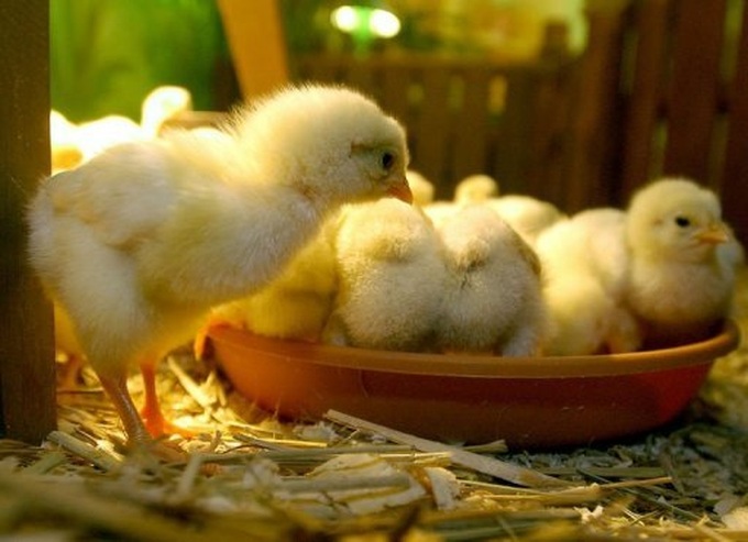 S. Korea heatwave kills more than 830,000 poultry - 1