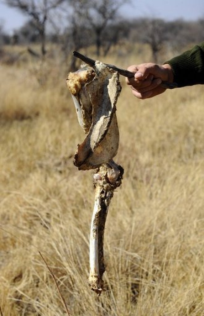 Asia's new delicacy: Africa's lion bones - 2 Asia's new delicacy: Africa's lion bones - 2