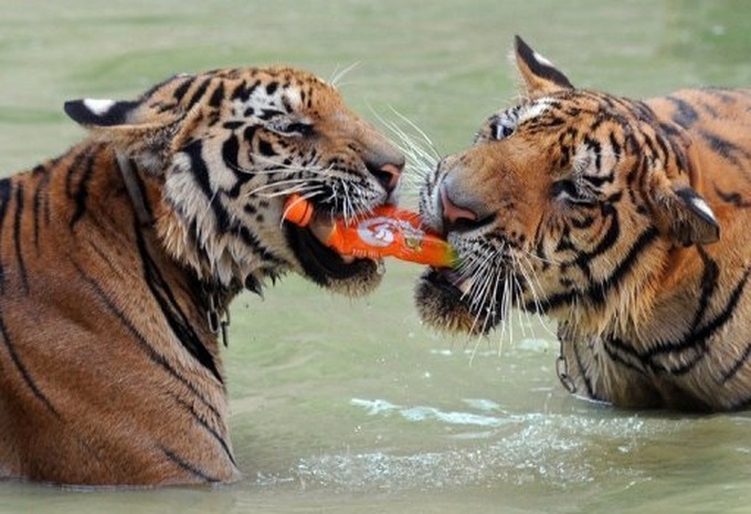 Forest dam threatens Thailand's tigers: WWF - 1