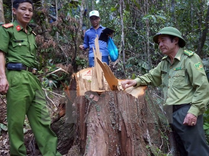 PM requests investigation into pomu forest destruction in Quang Nam - 1