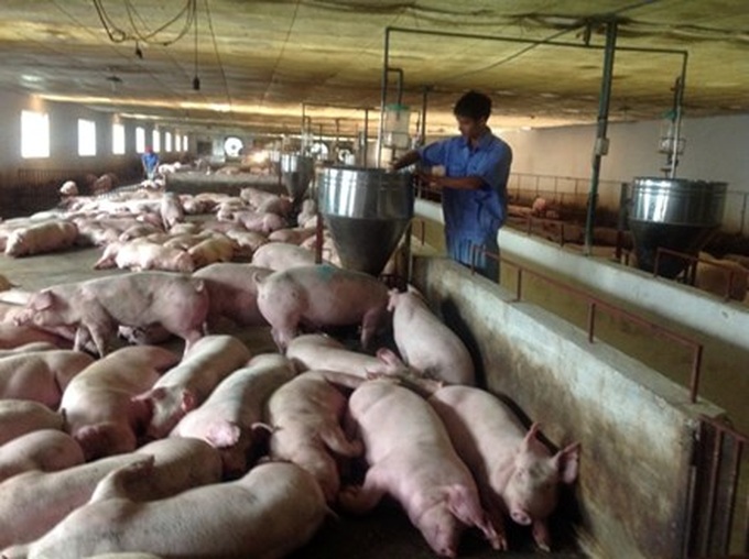 Five measures proposed to save pig-farming industry - 1 Five measures proposed to save pig-farming industry - 1