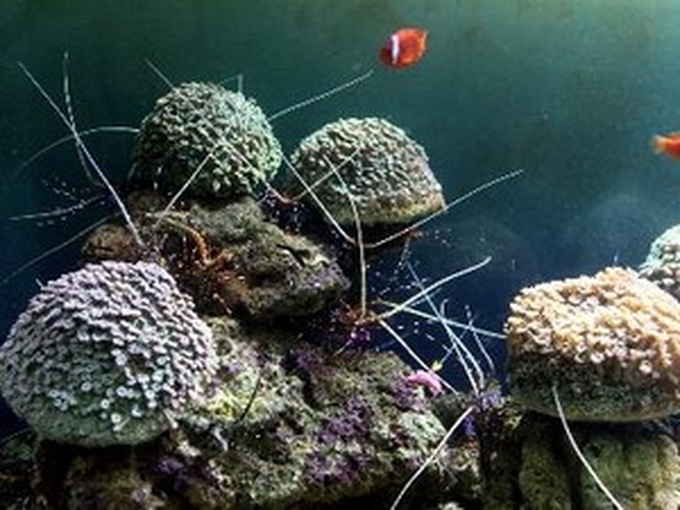 Sea-resources project points way to future - 1