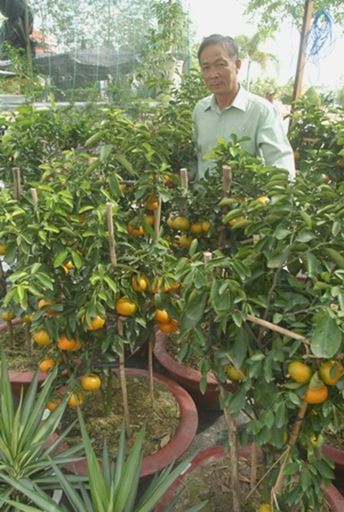 Fruit tree made into bonsai for Tet - 2