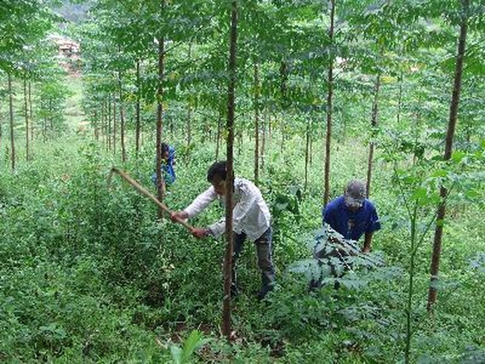 Forestry sector urged to restructure - 1 Forestry sector urged to restructure - 1