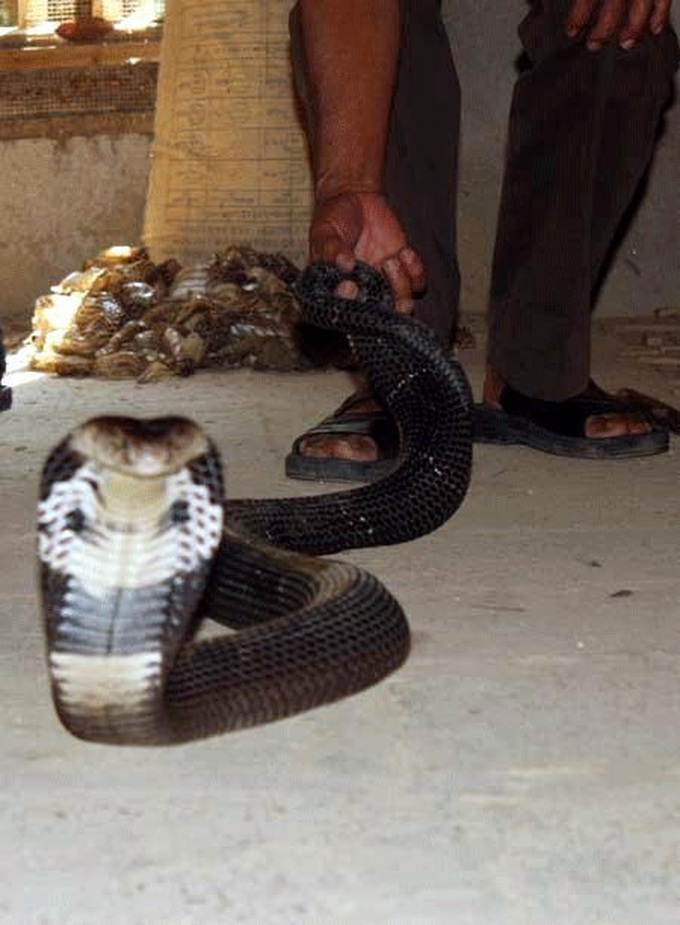 Raising poisonous snakes in Vinh Phuc - 9 Raising poisonous snakes in Vinh Phuc - 9