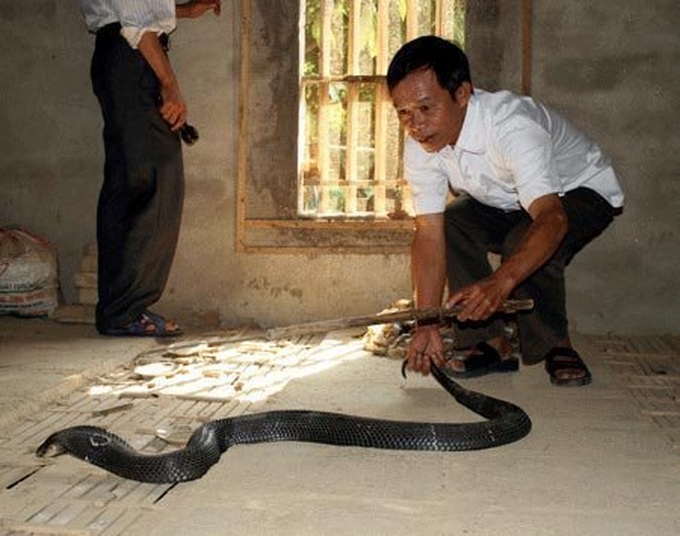 Raising poisonous snakes in Vinh Phuc - 3 Raising poisonous snakes in Vinh Phuc - 3