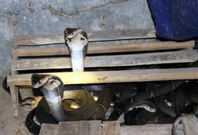 Raising poisonous snakes in Vinh Phuc - 5 Raising poisonous snakes in Vinh Phuc - 5