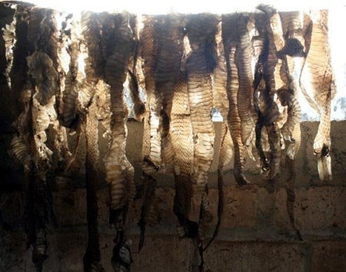 Raising poisonous snakes in Vinh Phuc - 7 Raising poisonous snakes in Vinh Phuc - 7