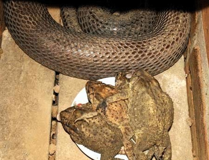 Raising poisonous snakes in Vinh Phuc - 8 Raising poisonous snakes in Vinh Phuc - 8