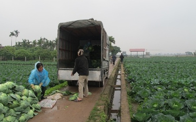 New initiative for safe vegetable production in Vietnam - 1