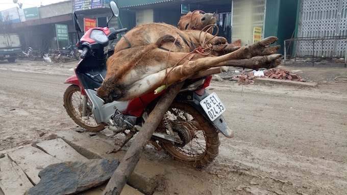 Cold spell kills thousands of cattle in the north - 1 Cold spell kills thousands of cattle in the north - 1