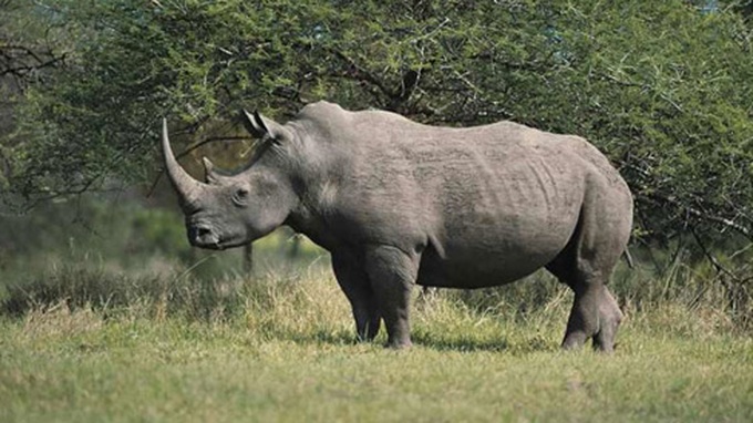 OGC cracks down on wildlife crime - 1