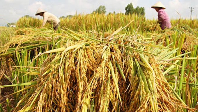 WB supports rice market integration for Mekong Delta - 1