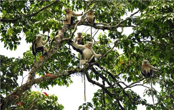 Vietnam boasts highest number of Tokin snub-nosed monkeys - 1 Vietnam boasts highest number of Tokin snub-nosed monkeys - 1