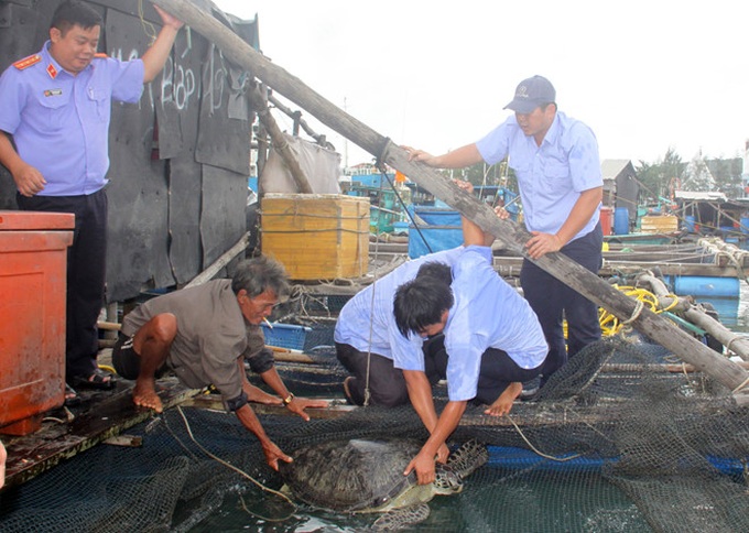 12 turtles released in Phu Quoc - 1 12 turtles released in Phu Quoc - 1