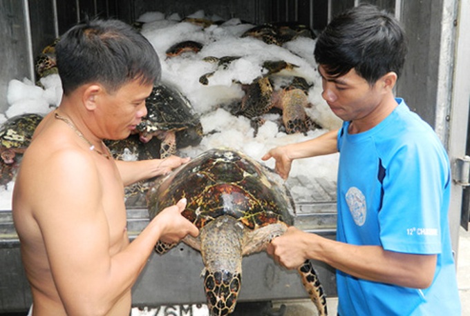 Illegal hunting of sea turtles runs rampant - 1 Illegal hunting of sea turtles runs rampant - 1