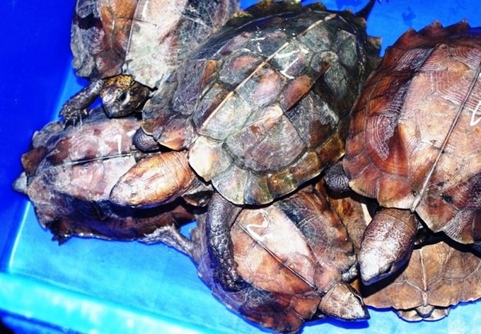 Endangered turtle trafficking under investigation - 1 Endangered turtle trafficking under investigation - 1