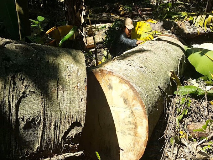 Forest illeglly felled in central region forest - 3