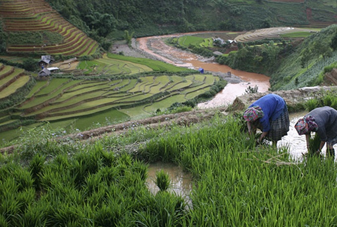 Life on the terraced mountain of Khau Pha - 13