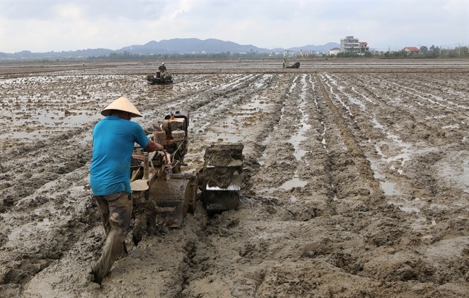 Hanoi faces water shortage for spring crop - 1 Hanoi faces water shortage for spring crop - 1
