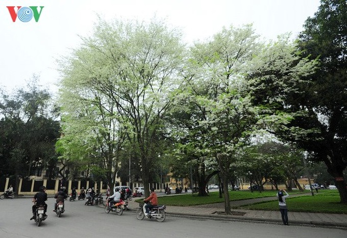 Hoa Sua burst into bloom in Hanoi - 1